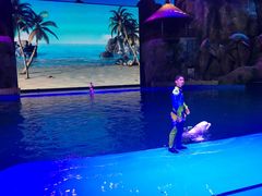 -芜湖新华联大白鲸海洋公园