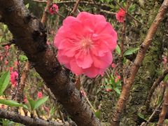 -南国桃园旅游度假区