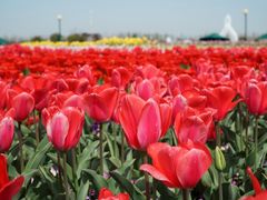 -荷兰花海