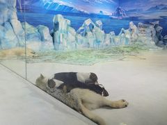 -哈尔滨极地公园
