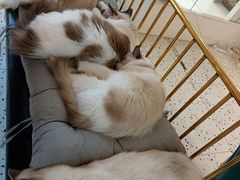 -喵喵咪呀布偶猫咖(春熙路店)