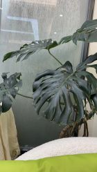 -凡碧诗毛孔清洁收细