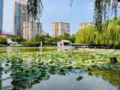 -团结湖公园