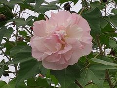 -王借岗森林公园