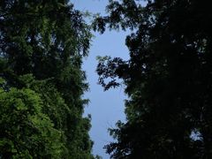 -东平国家森林公园