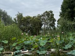 -溱湖国家湿地公园