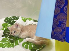 -青奢宠物·青奢猫舍