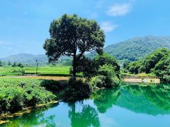 -龙坞茶村