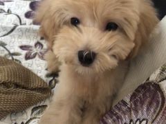 -犬也宠物造型(恒茂国际都会商业街店)