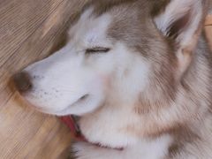 -Husky Go! 哈士奇体验馆·宠物咖啡厅狗咖