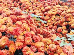 -中国天府农业博览园