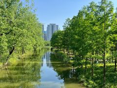 -洋湖国家湿地公园