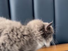 -伟伟宠物医院·瑞派猫友好医院·猫科(光谷店)