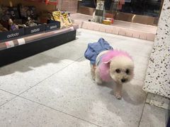 -FAELING PETS美天灵宠物(富力广场店)