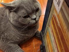 -猫小院猫主题咖啡厅(北锣店)