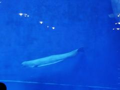 -芜湖新华联大白鲸海洋公园