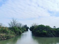 -大湾区中央湿地公园