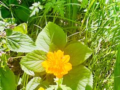 -白草畔自然风景区