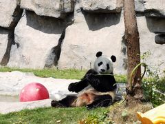 -上海野生动物园