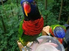-新加坡飞禽公园