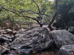 -银瓶嘴森林公园
