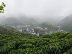 -雁南飞茶田景区