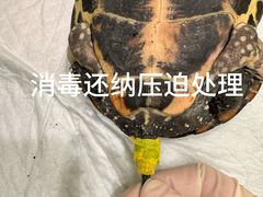 -悦宠动物医院(京丰分院)
