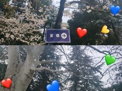 -武汉大学-樱园