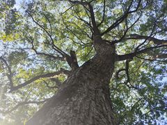 -火炉山森林公园