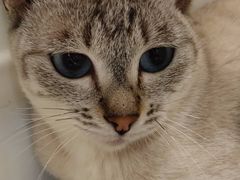 -藏猫猫咖啡主题馆(中央大道店)