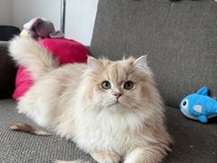 -lincat·猫舍(广州店)