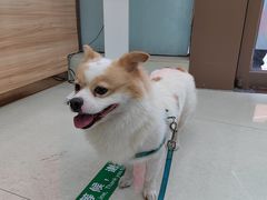 -瑞鹏宠物医院·微创内窥镜·骨外科·牙科(翠竹分院)