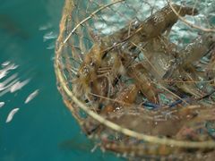 -SHRIMP CLUB万东餐饮钓虾·清吧