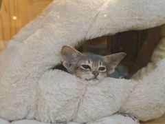 -小猫来了猫舍(福田店)