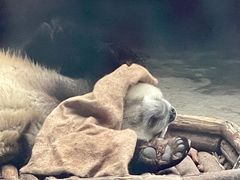 -石家庄市动物园