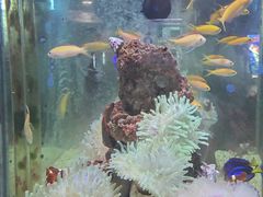 -太平洋海底世界