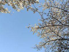 -西安青龙寺遗址景区