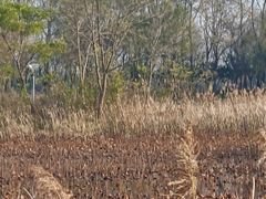 -鉴湖国家城市湿地公园