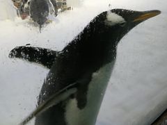 -芜湖新华联大白鲸海洋公园