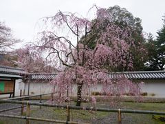 -醍醐寺