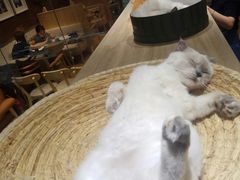 -藏猫猫咖啡主题馆(中央大道店)