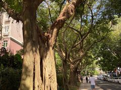 -深圳仙湖植物园