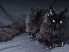 -青奢宠物·青奢猫舍