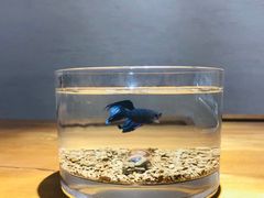 -清平路水族市场