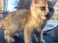 -欣宠猫屋·矮脚拿破仑·蓝金金渐层