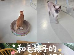 -豆逗聊愈猫阁Easy Life