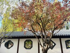 -油梨树AVOCADO TREE(嘉里中心店)