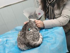 -纳吉亚猫专科动物诊疗中心(蒋宅口分院)