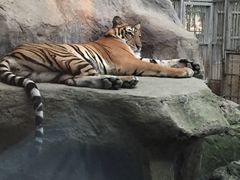 -清迈夜间动物园