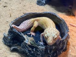 -未来动物城动物主题公园(大悦城店)